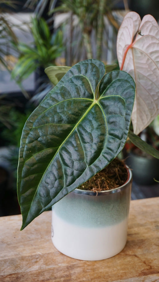 Anthurium Papillilaminum Hybrids - different forms