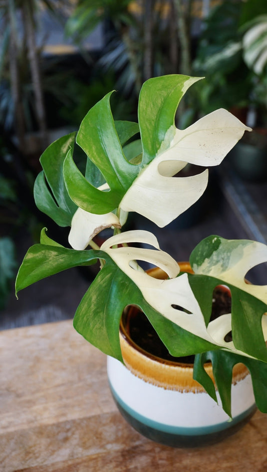 Rhaphidophora Tetrasperma Variegata - Monstera Minima Variegata
