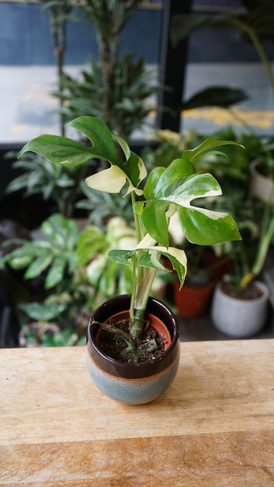 Rhaphidophora Tetrasperma Variegata – Minima variegata unique Studio Plantes