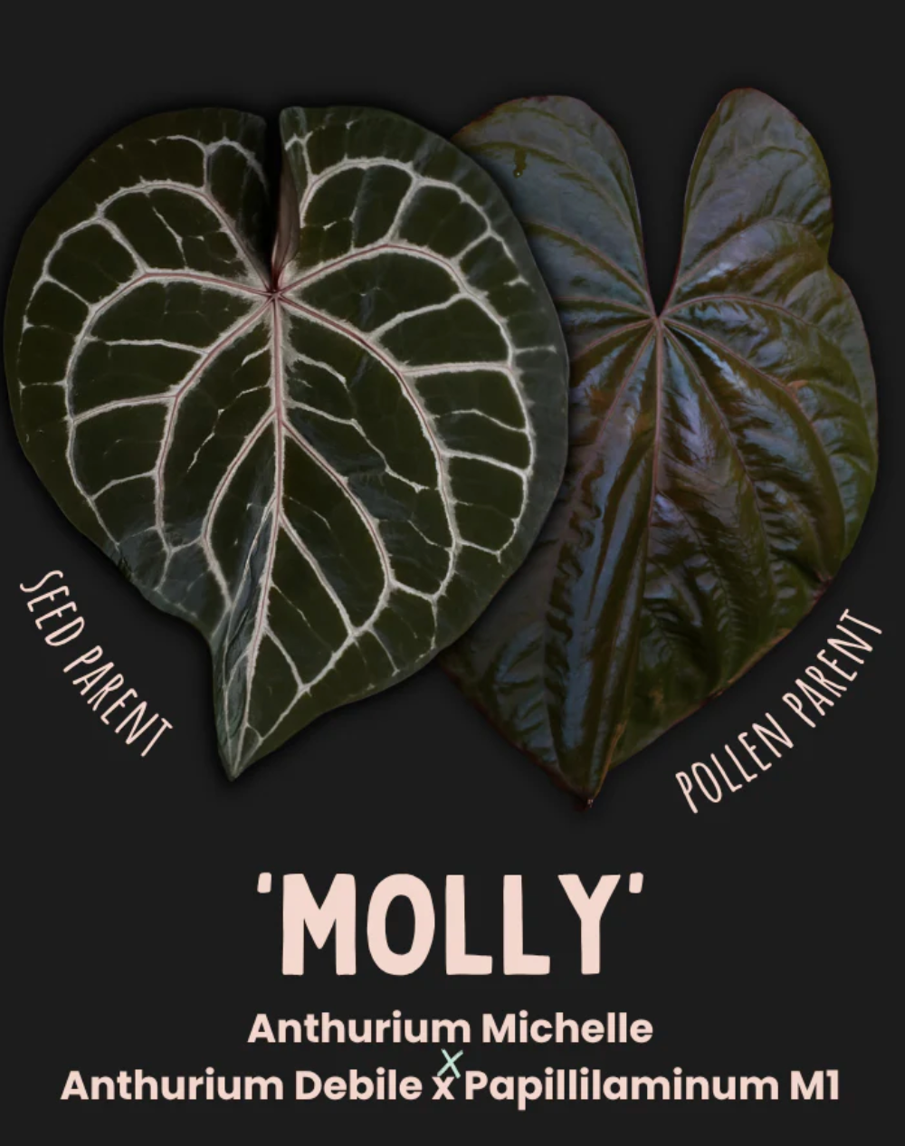 Anthurium Molly by Young Botanist