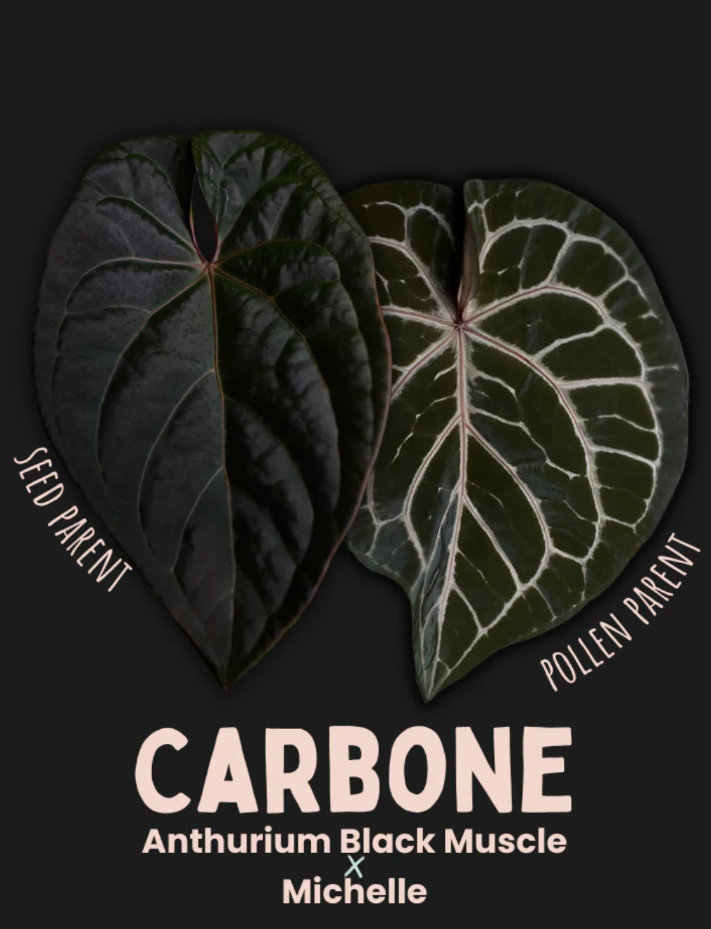 Anthurium Carbone by Young Botanist