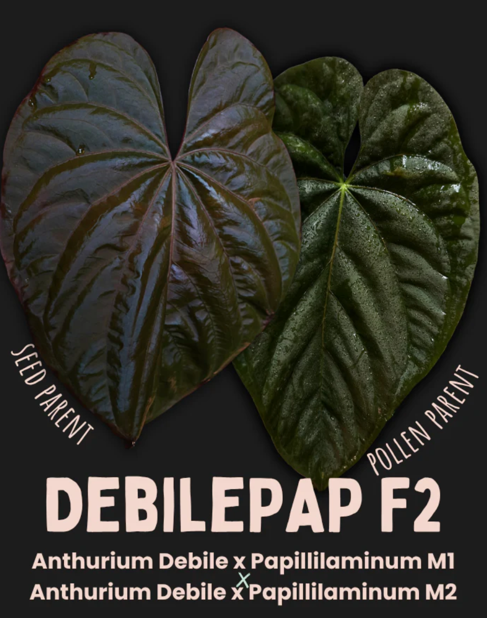 Anthurium Debile x Papillilaminum | Seltene Pflanze
