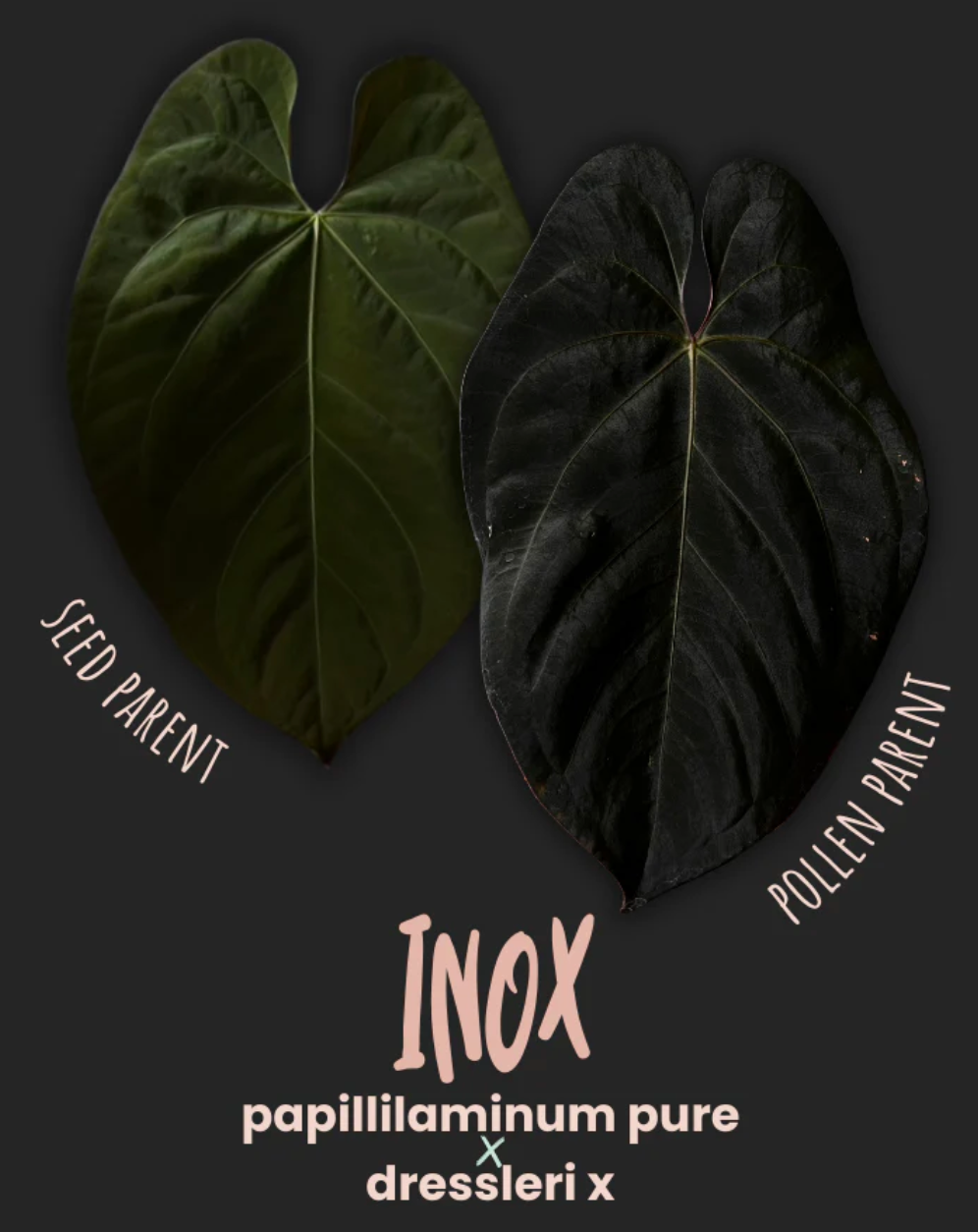Anthurium Inox by Young Botanist