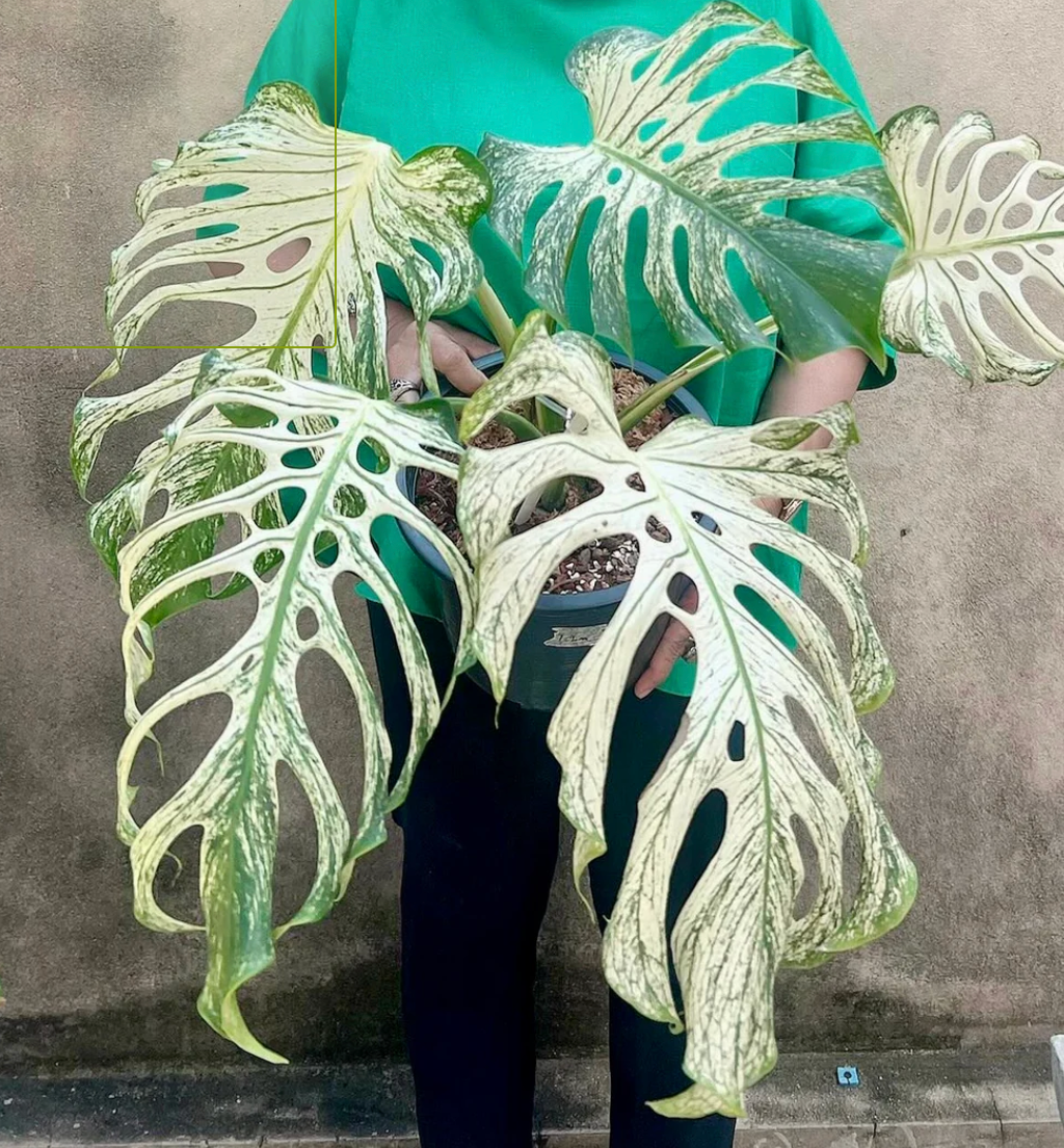 Monstera Devil Monster baby studio plantes rares jungle jardinerie strasbourg rare plant shop online pflanzen