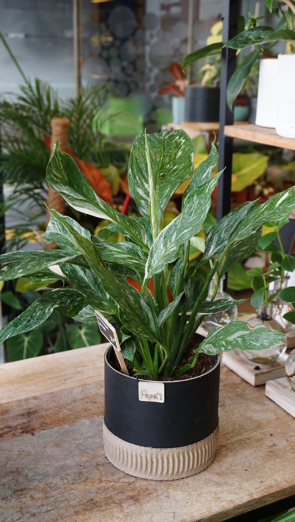 peace lily diamond Spathiphyllum Diamond - Studio Plantes