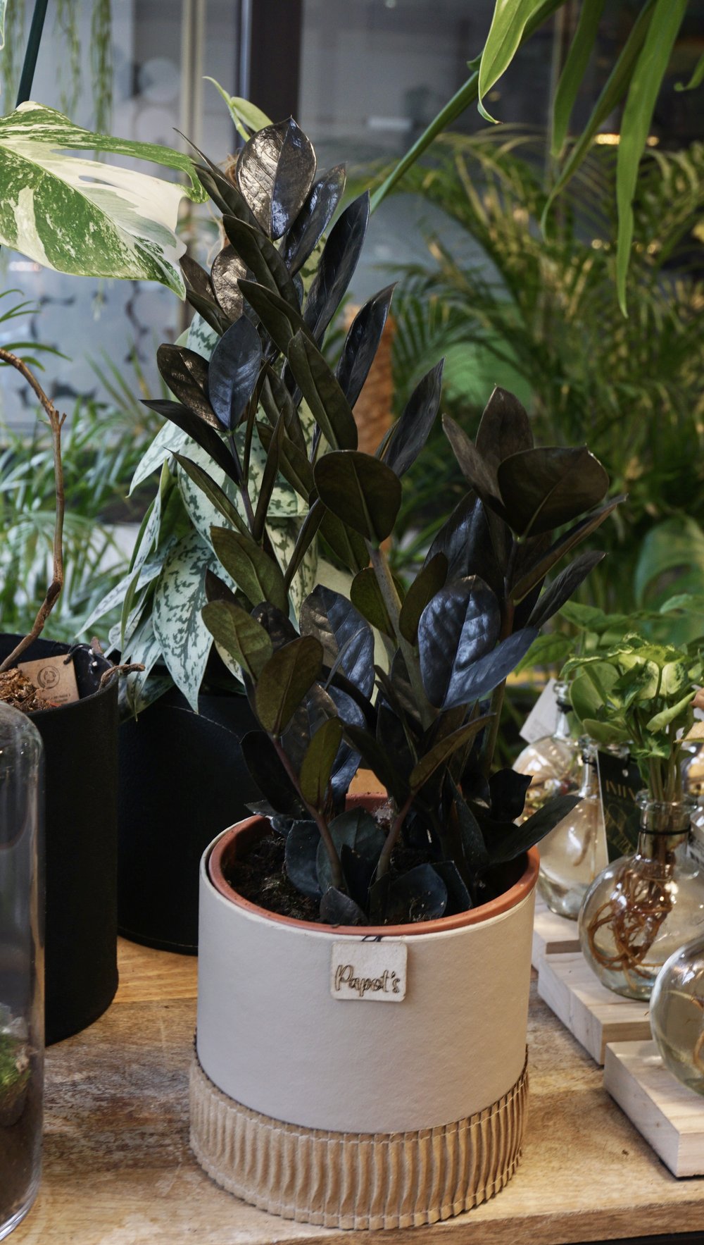 are raven zz plants rare ZZ Raven | Easy Houseplant