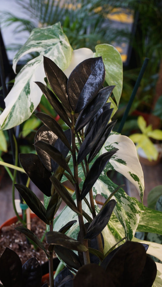 ZZ Raven zamioculcas zamifolia black noire studio plantes rares jungle jardinerie strasbourg rare plant shop online pflanzen