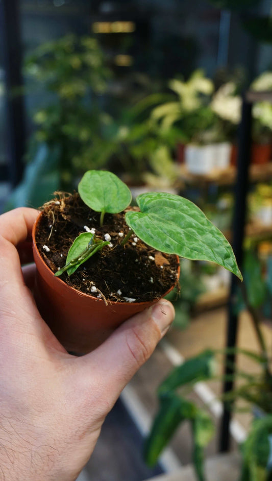 Anthurium ace of spades x dressleri studio plantes rares jungle jardinerie strasbourg rare plant shop europe online pflanzen