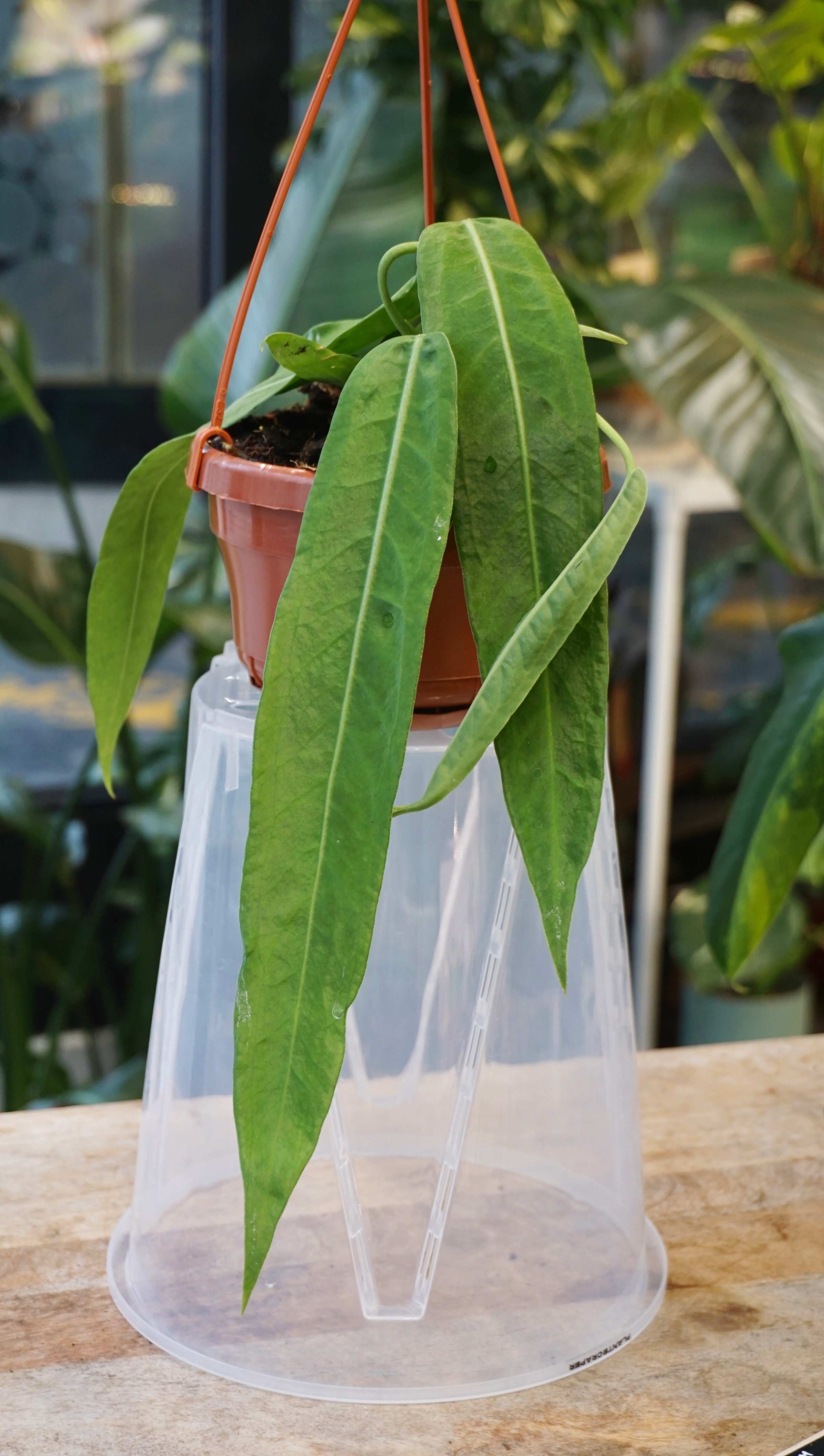 philodendron pallidiflorum Anthurium Pallidiflorum