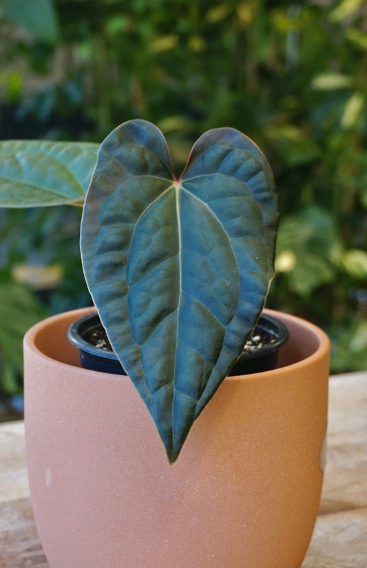 Anthurium (Zara x Michelle) x Luxurians studio plantes rares jungle jardinerie strasbourg rare plant shop online pflanzen