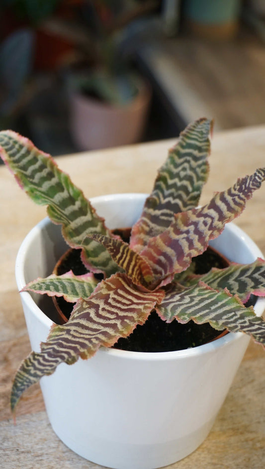 Cryptanthus Bivittatus Elaine
