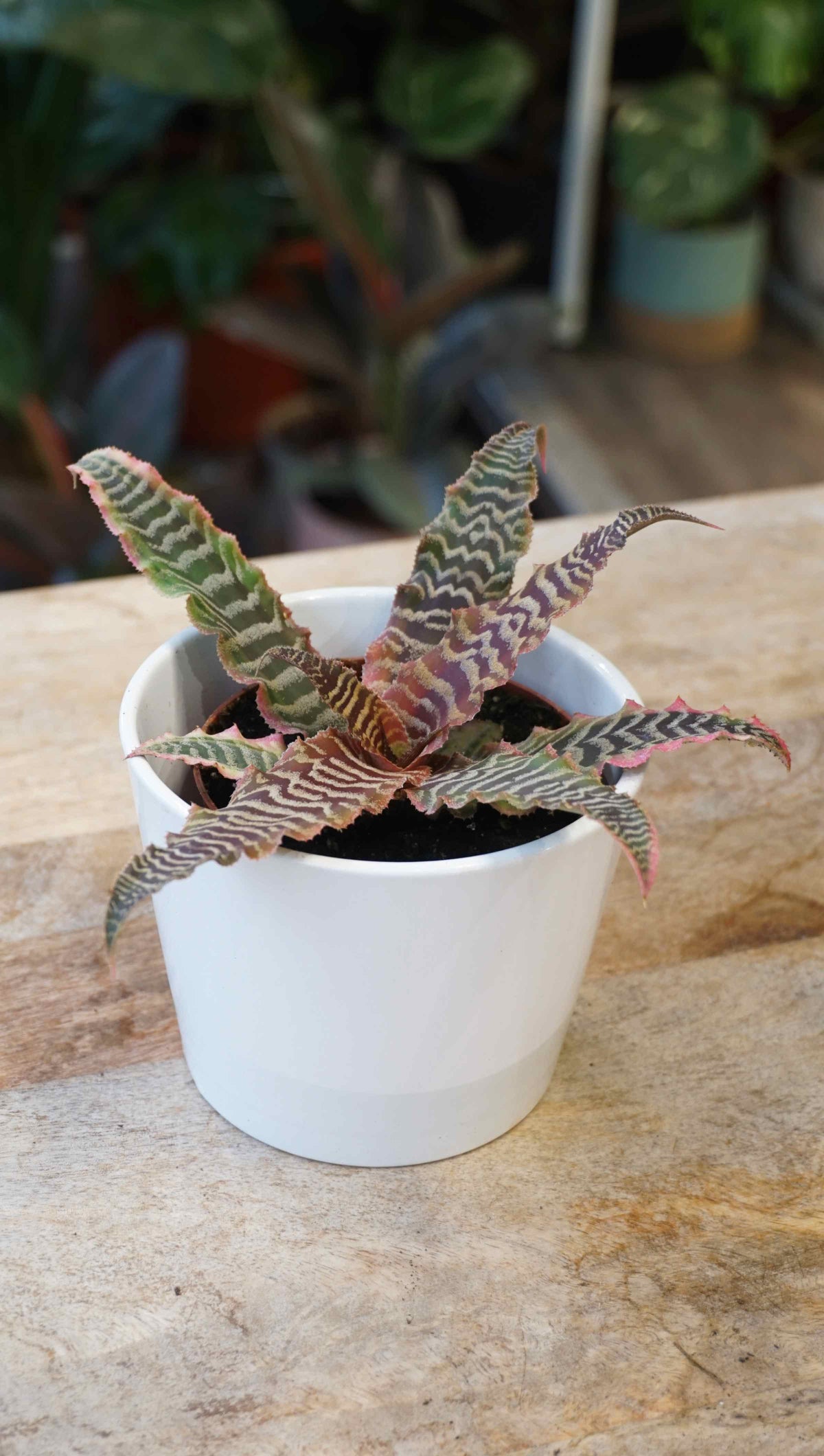 Cryptanthus Bivittatus Elaine