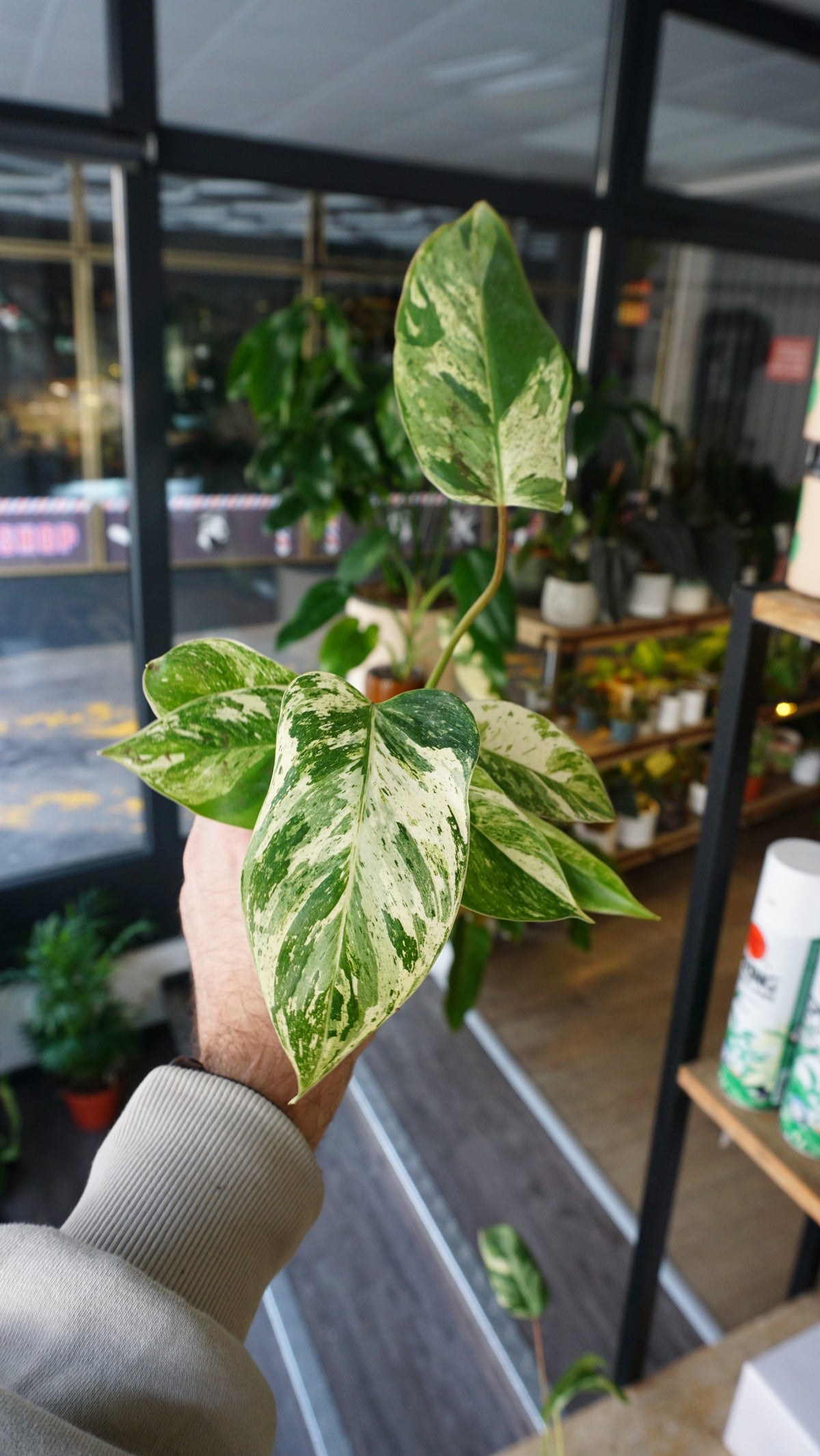 Philodendron Emerald Ice