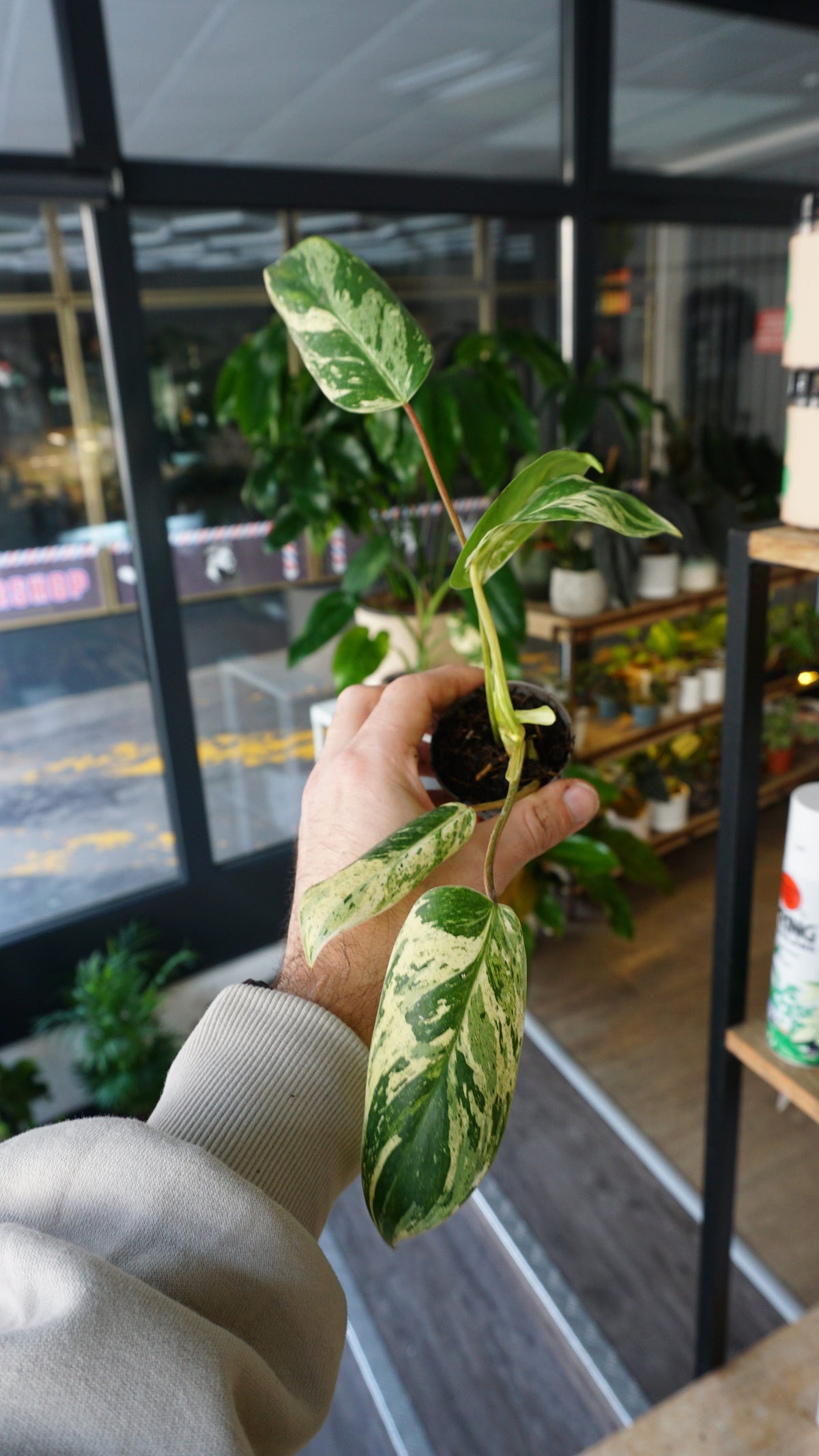 Philodendron Emerald Ice