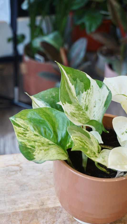 Epipremnum Manjula happy leaf pothos studio plantes rares jungle jardinerie strasbourg rare plant shop online pflanzen leaf details