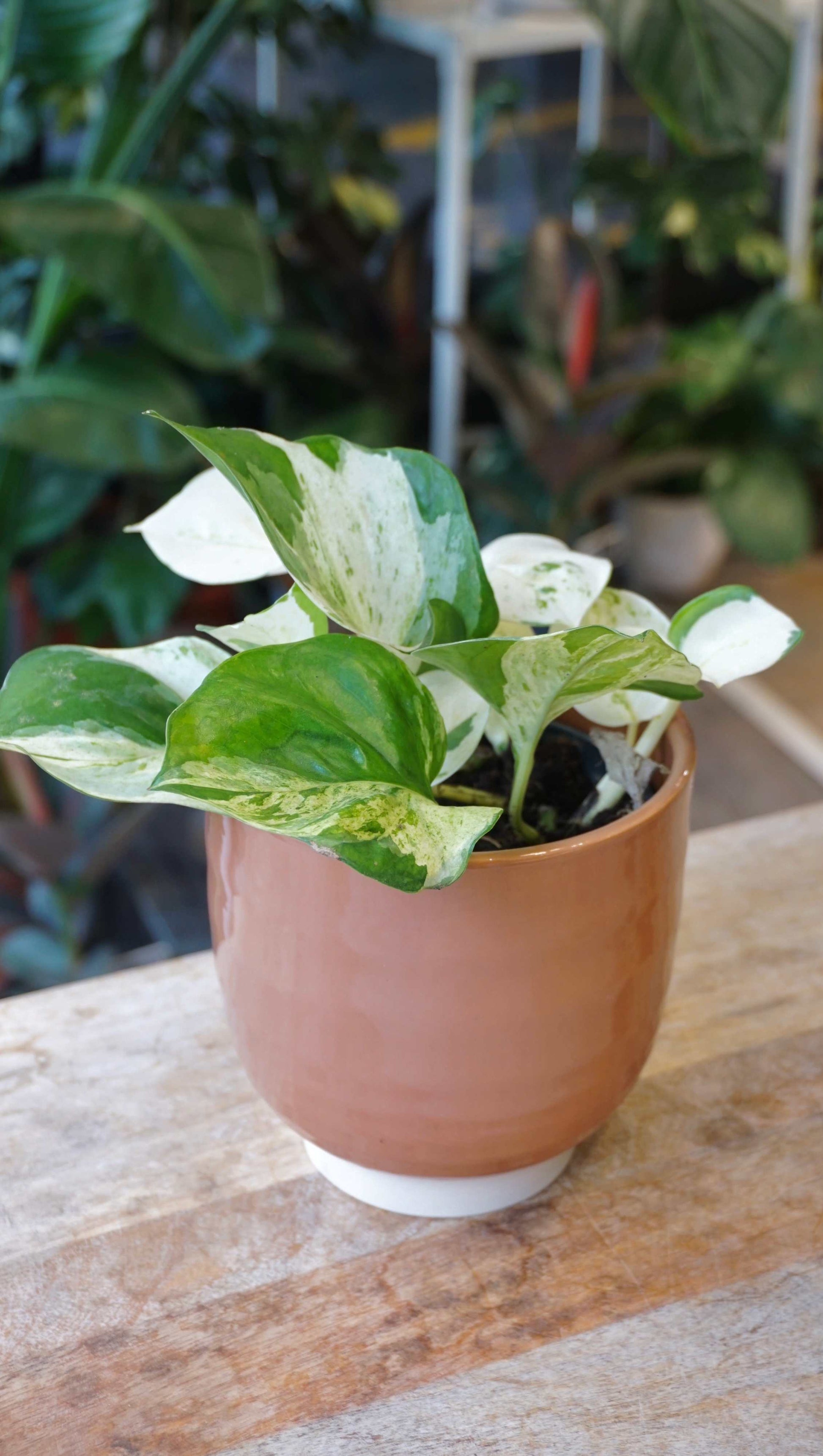 Epipremnum Manjula happy leaf pothos studio plantes rares jungle jardinerie strasbourg rare plant shop online pflanzen