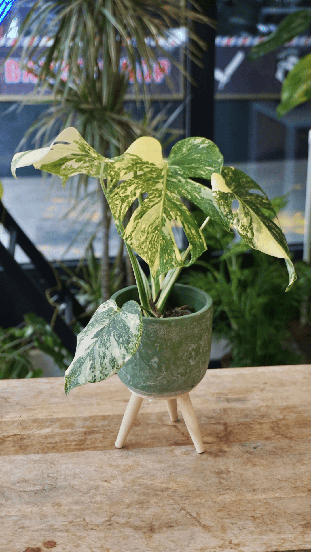 Monstera Crème Brulée studio plantes rares jungle jardinerie strasbourg rare plant shop online planzen