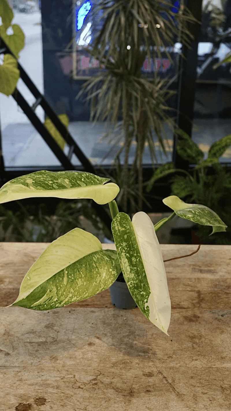 philodendron jose buono studio plantes rares jungle jardinerie strasbourg rare plant shop online pflanzen
