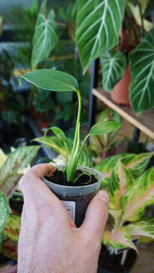 monstera burle marx flame baby tc studio plantes rares jungle jardinerie strasbourg rare plant shop online pflanzen