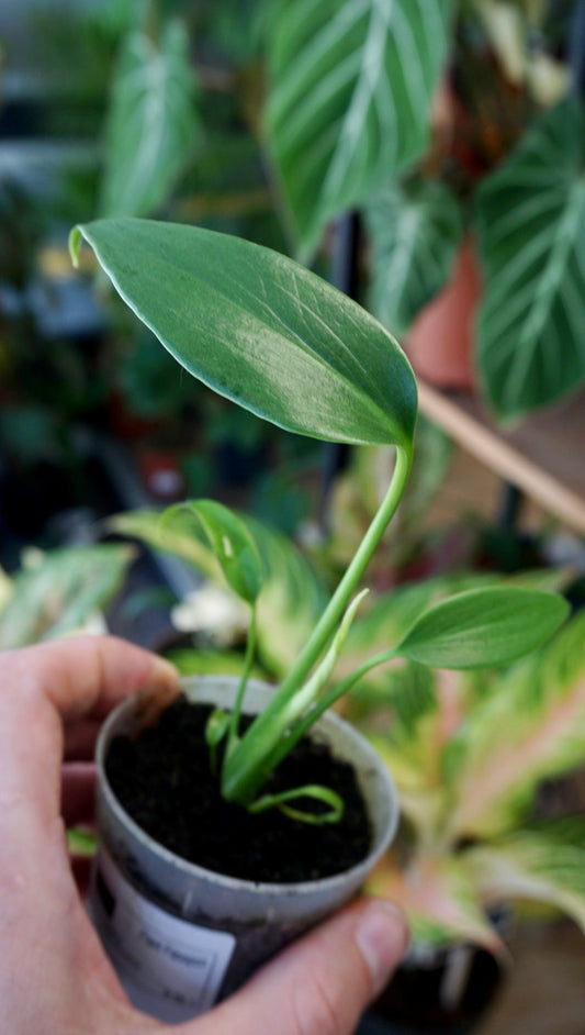 monstera burle marx flame baby tc studio plantes rares jungle jardinerie strasbourg rare plant shop online pflanzen