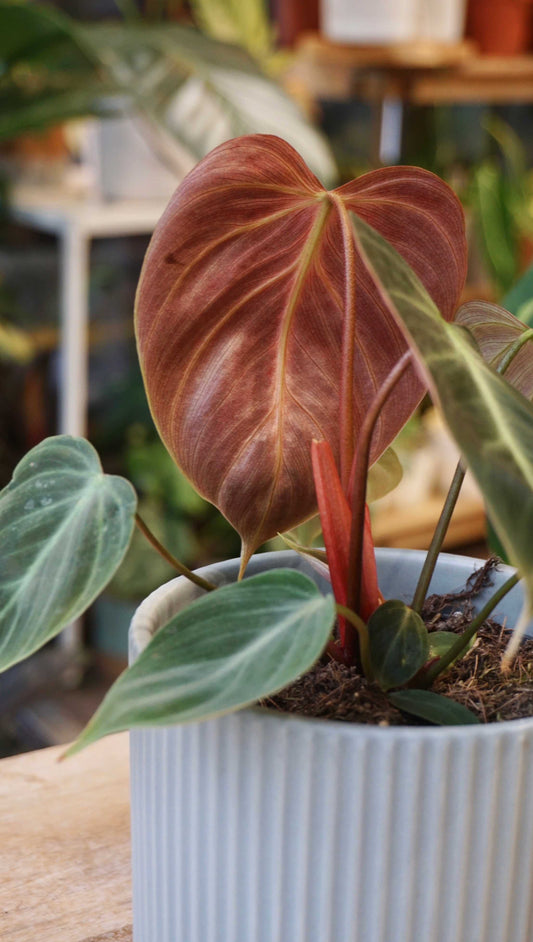 Philodendron El Choco Red studio plantes rares jungle jardinerie strasbourg rare plant shop online pflanzen