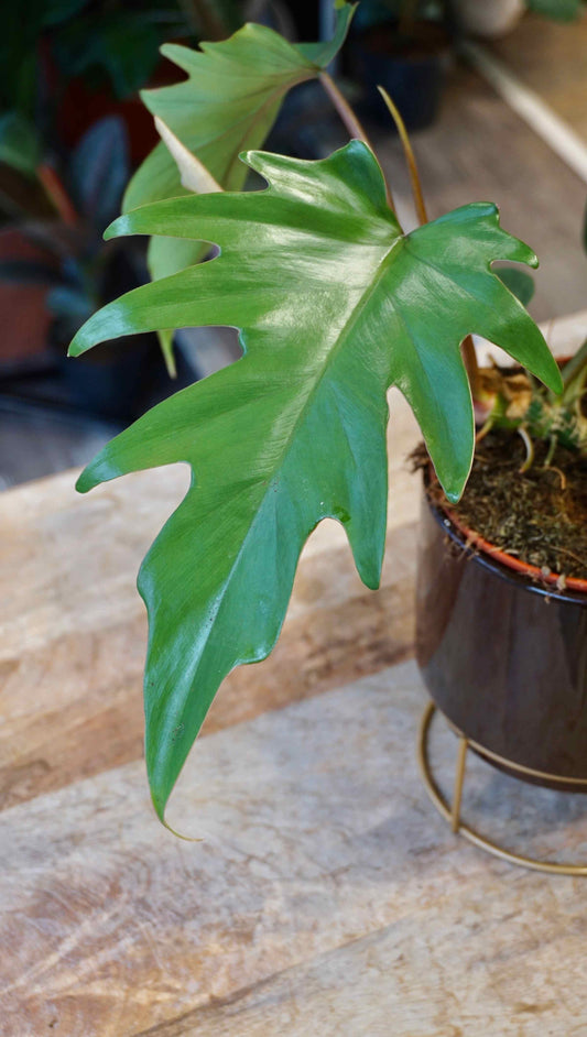 Philodendron Mayoi studio plantes rares jungle jardinerie strasbourg rare plant shop online pflanzen