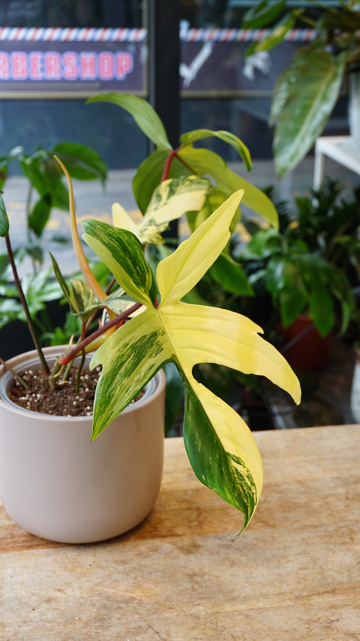 philodendron florida beauty studio plantes rares jungle jardinerie strasbourg rare plant shop online pflanzen