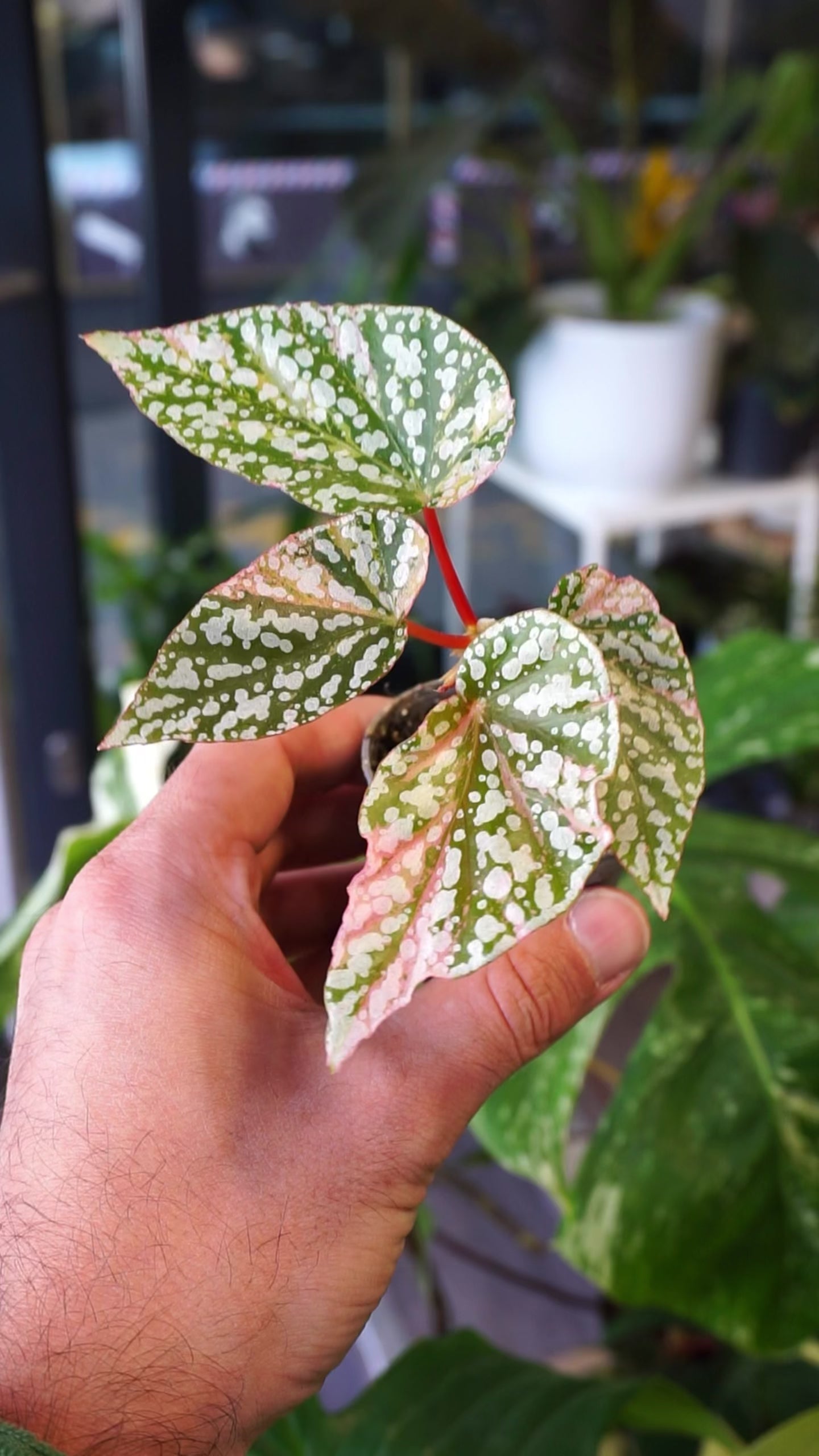 Begonia  Capped Variegata｜ベゴニア Begonia Snow capped Variegata | Rare plant | Studio Plants