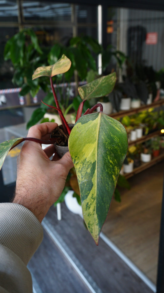 Philodendron Strawberry Shake studio plantes rares jungle jardinerie strasbourg rare plant shop online pflanzen