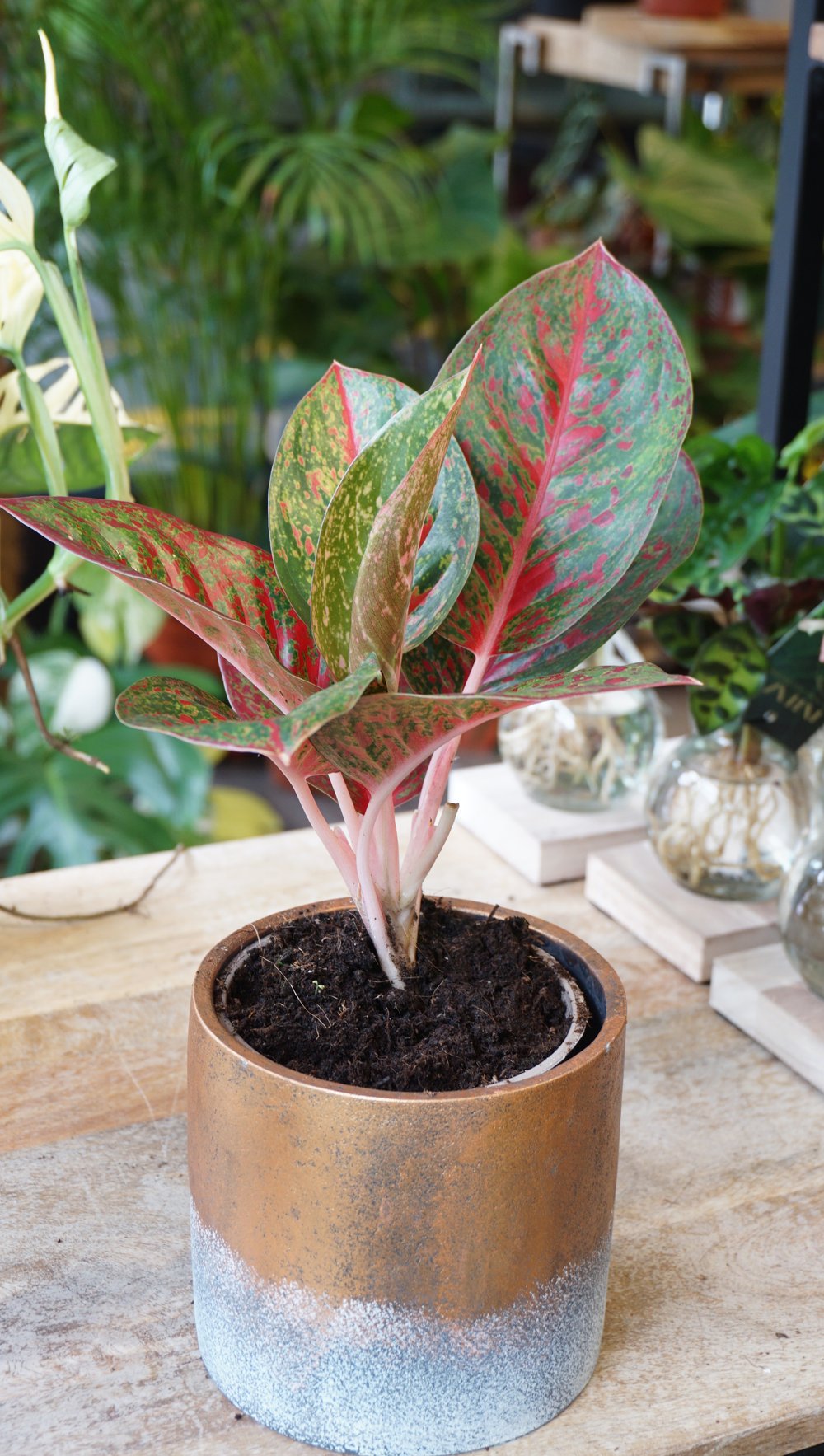 pink and green aglaonema Aglaonema Dark Pink Star – Studio Plantes