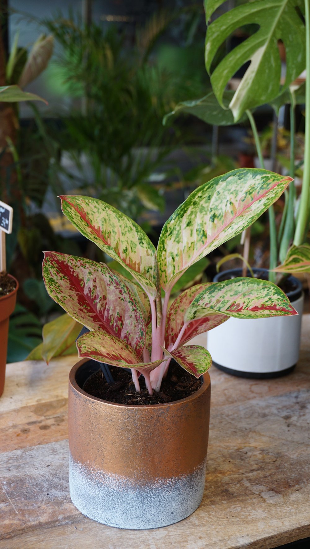 Plante d'intérieur aglaonema painted celebration studio plantes rares strasbourg