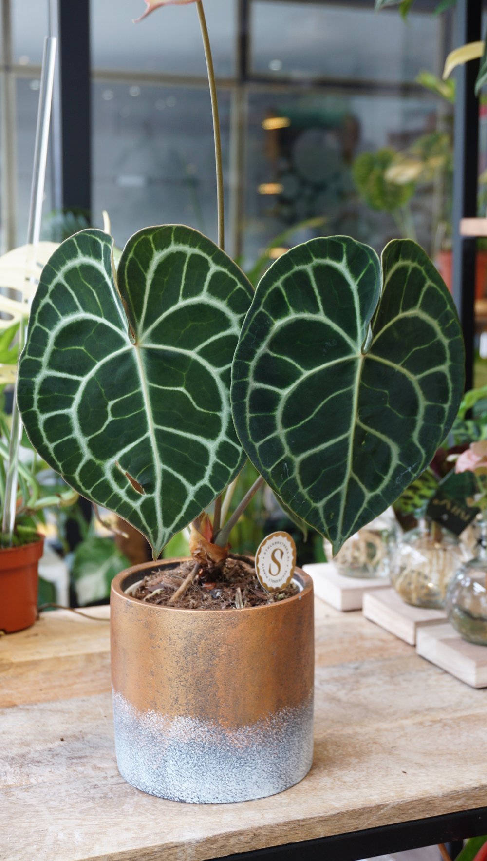 anthurium clarinervium height Anthurium Clarinervium M – Studio Plantes