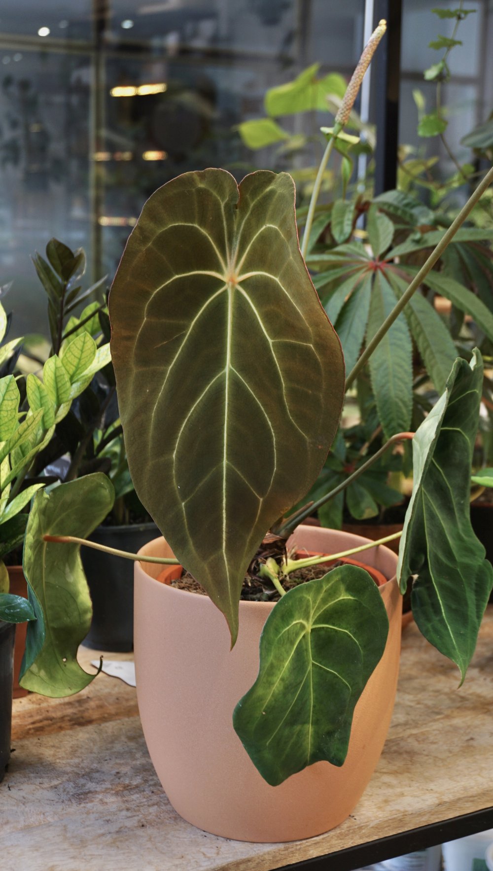 anthurium tarantula Anthurium Red Spider x Forgetii – Studio Plantes