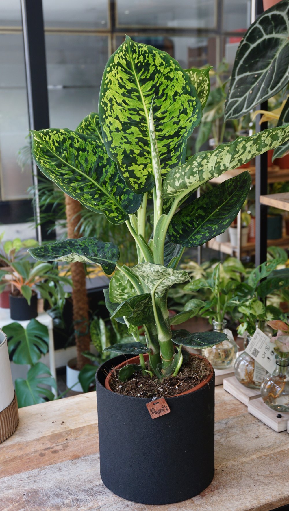 dieffenbachia reflector Dieffenbachia Reflector – Studio Plantes