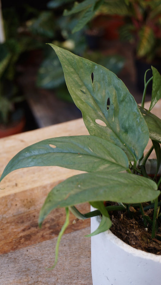 epipremnum cebu blue pinnatum pothos studio plantes rares jungle jardinerie strasbourg rare plant shop online pflanzen