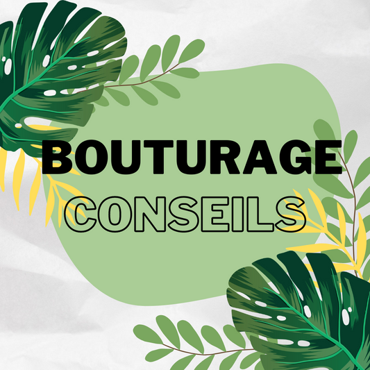 Bouturage : mes conseils