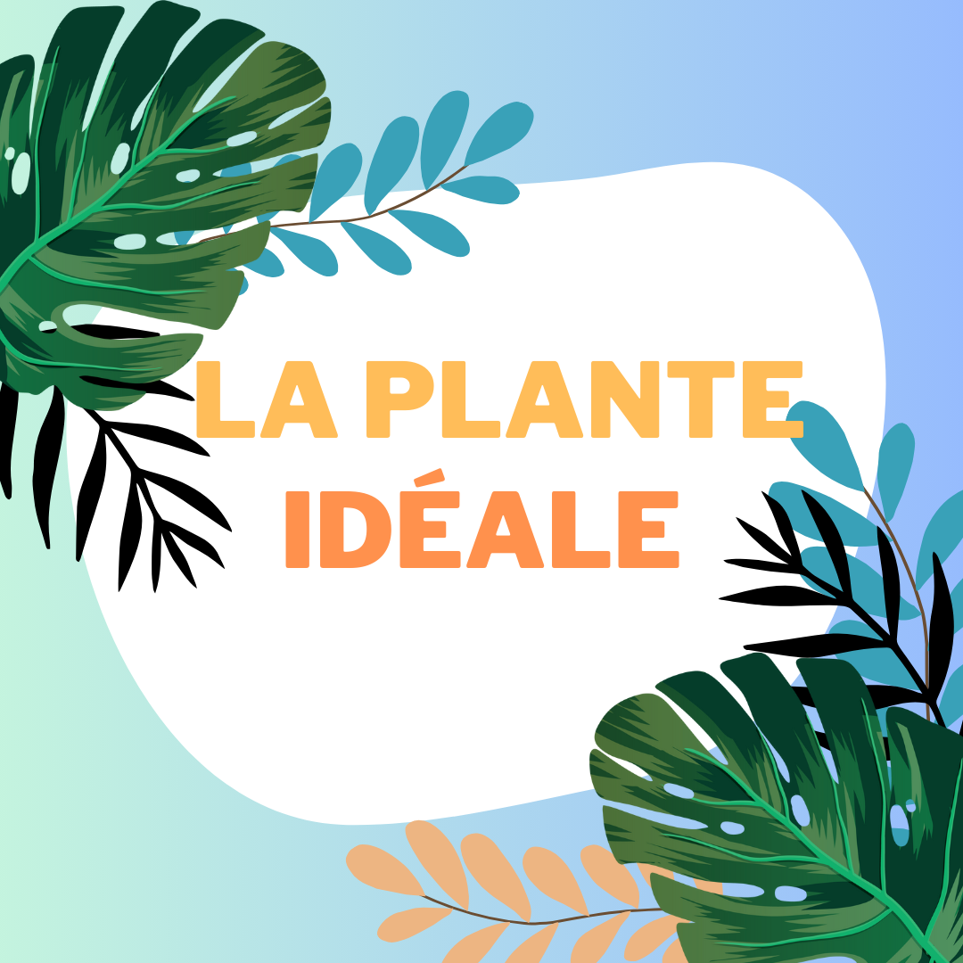 La plante d’intérieur parfaite?