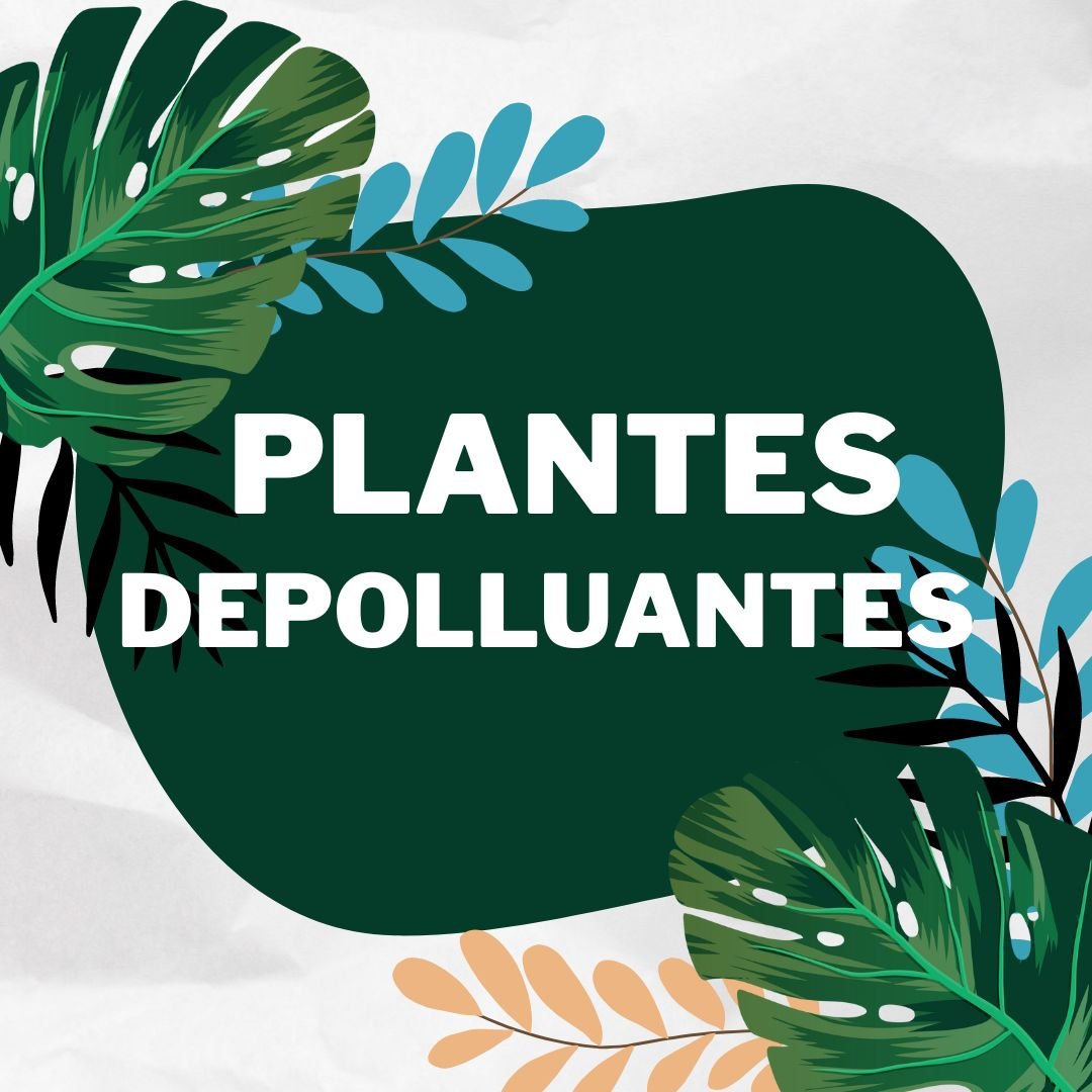 Plantes d’interieur depolluantes: le mythe