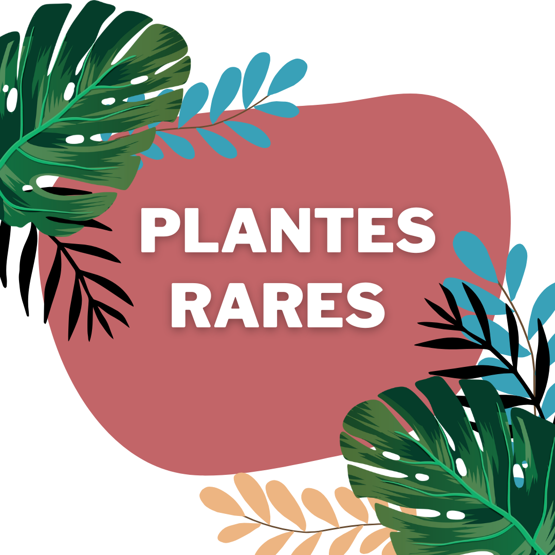 La Tendance des Plantes Rares