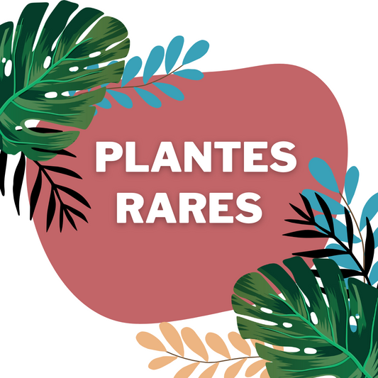 La Tendance des Plantes Rares