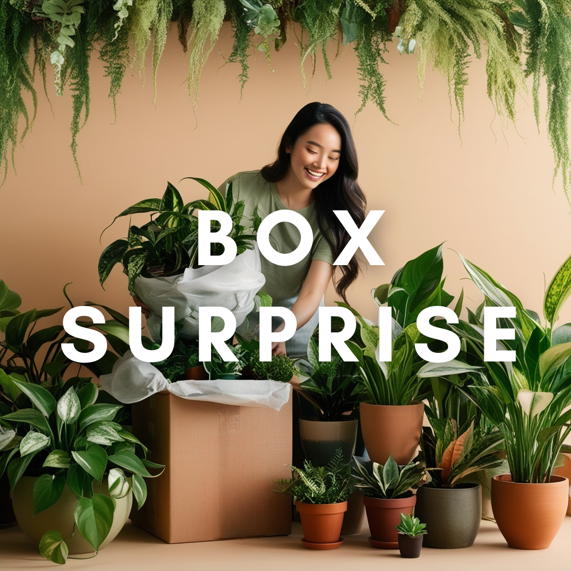 Box surprise