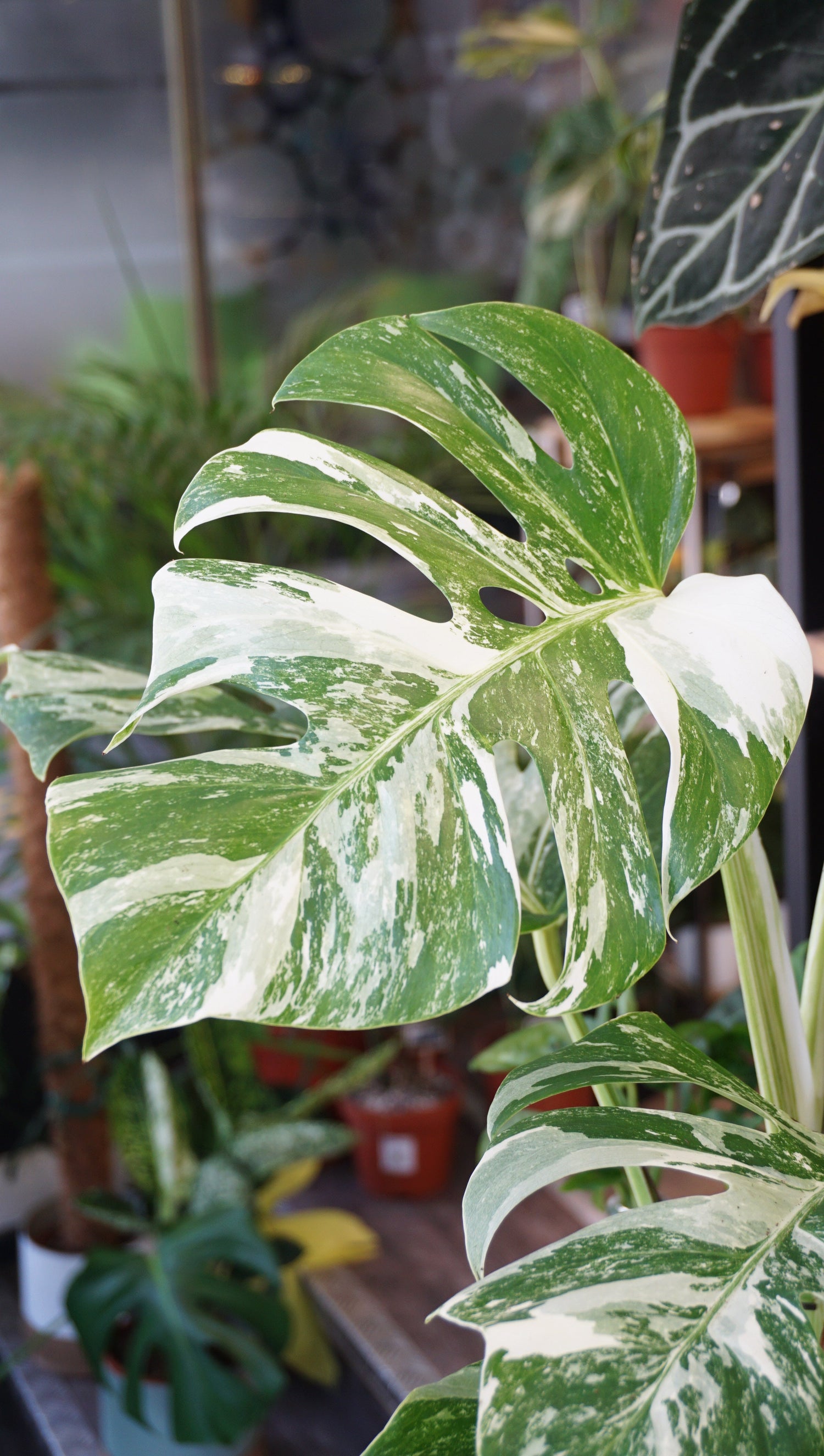 Monstera