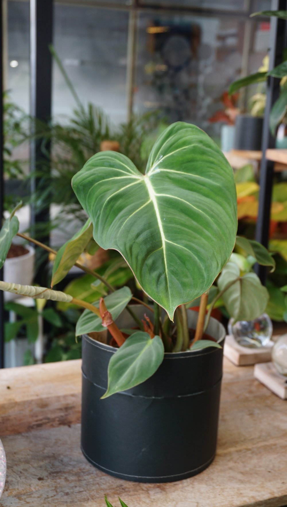 Philodendron