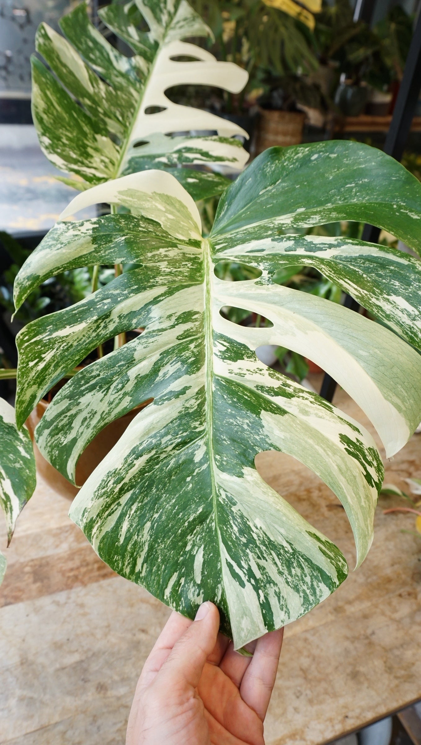 Monstera