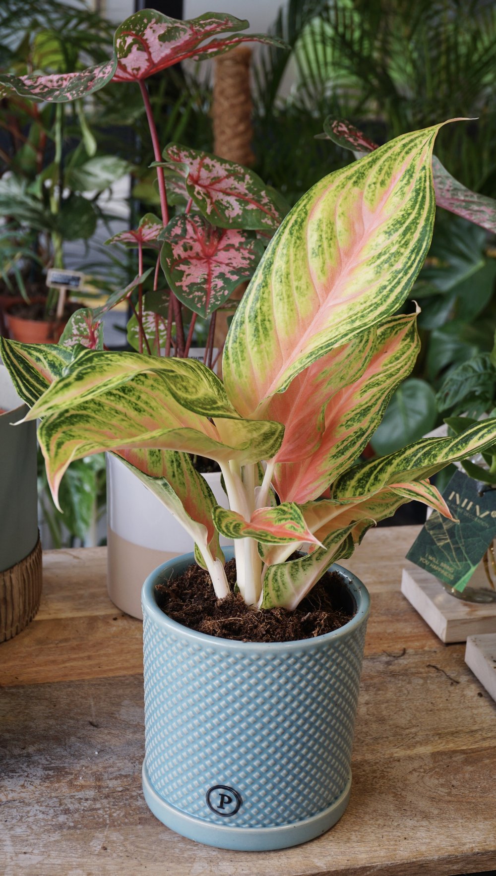 Aglaonema