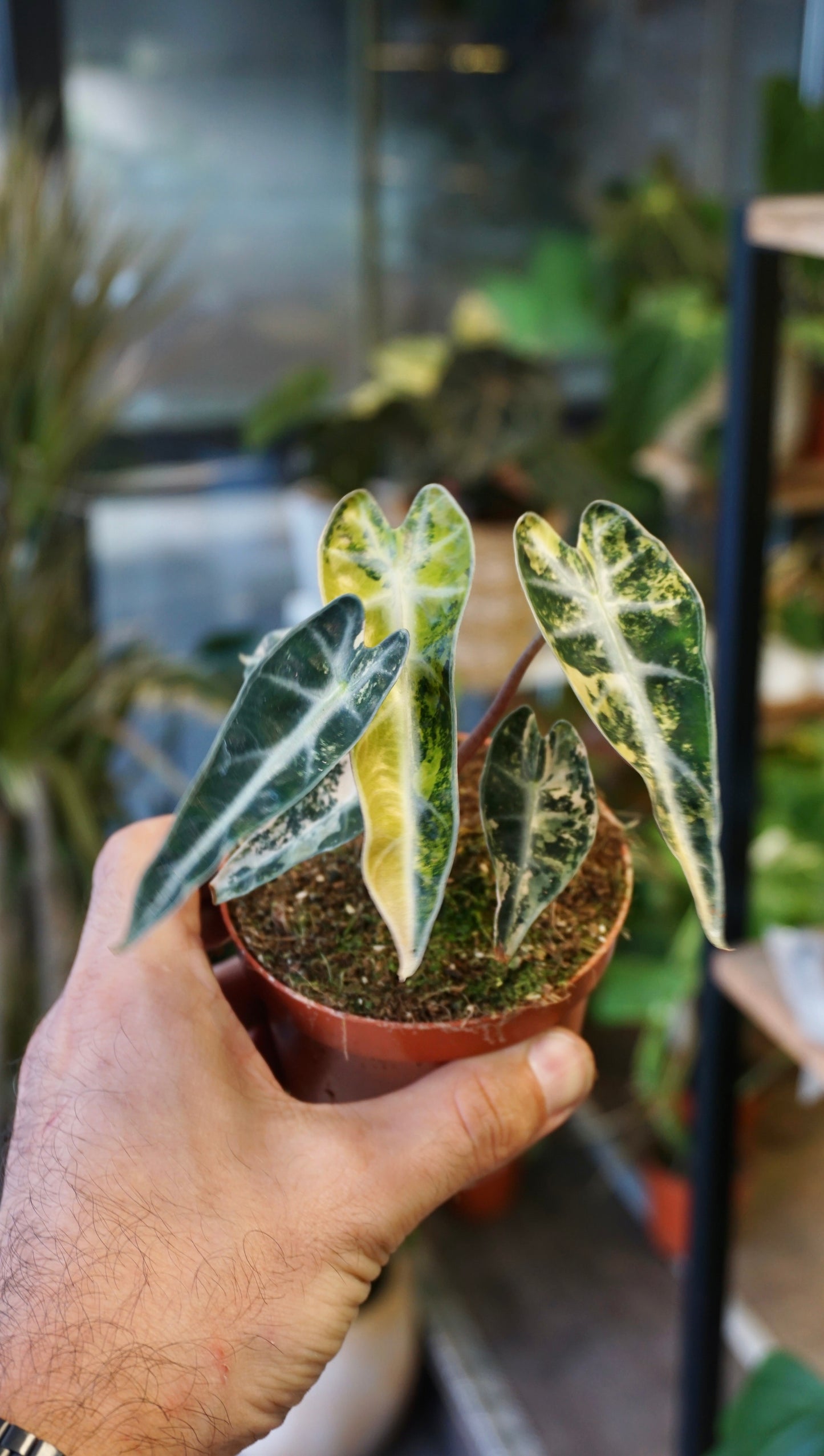 Alocasia Bambino Aurea Variegata