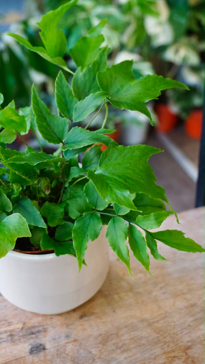 Cyrtomium fortunei 'Clivicola' studio plantes rares jungle jardinerie strasbourg rare plant shop online pflanzen fern leaf