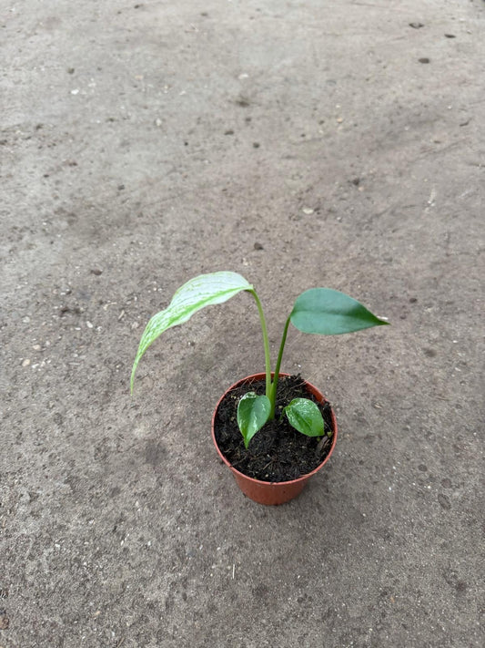 Monstera Devil Monster Pre Commande