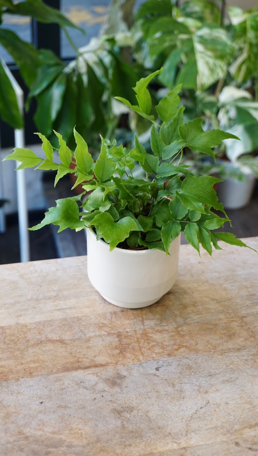 Cyrtomium fortunei 'Clivicola' studio plantes rares jungle jardinerie strasbourg rare plant shop online pflanzen