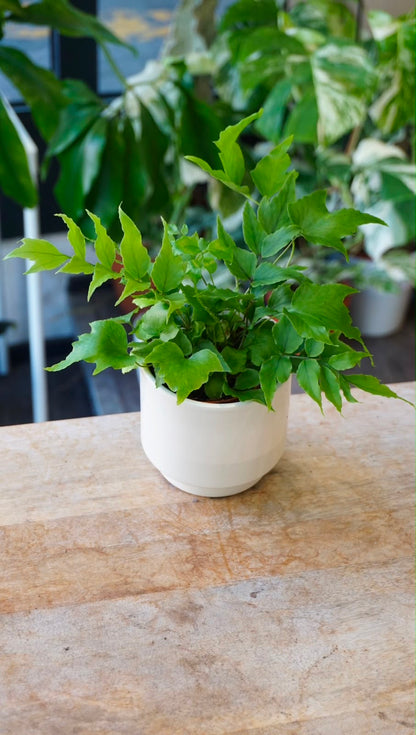 Cyrtomium fortunei 'Clivicola' studio plantes rares jungle jardinerie strasbourg rare plant shop online pflanzen